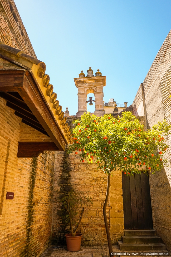 Lone tree in the courtyard of Jerez Alcazar Andalusia