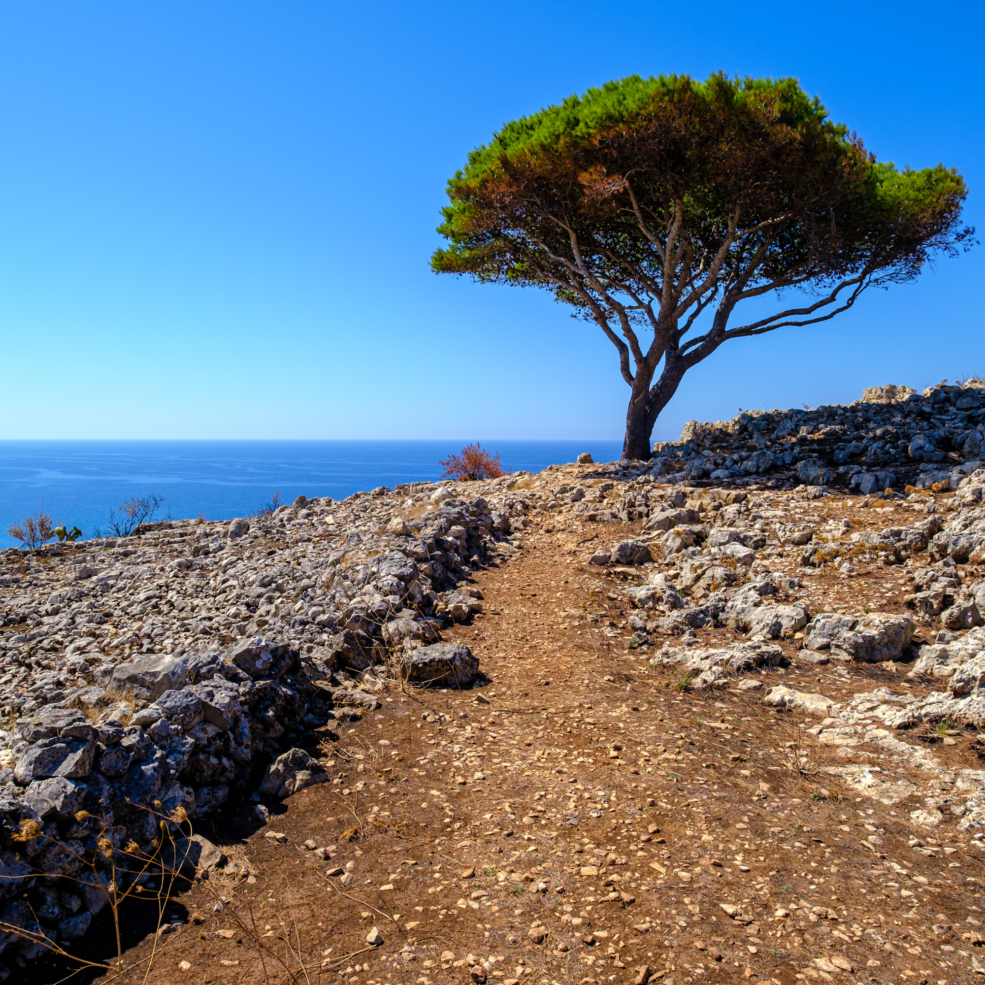 Lone tree in Puglia