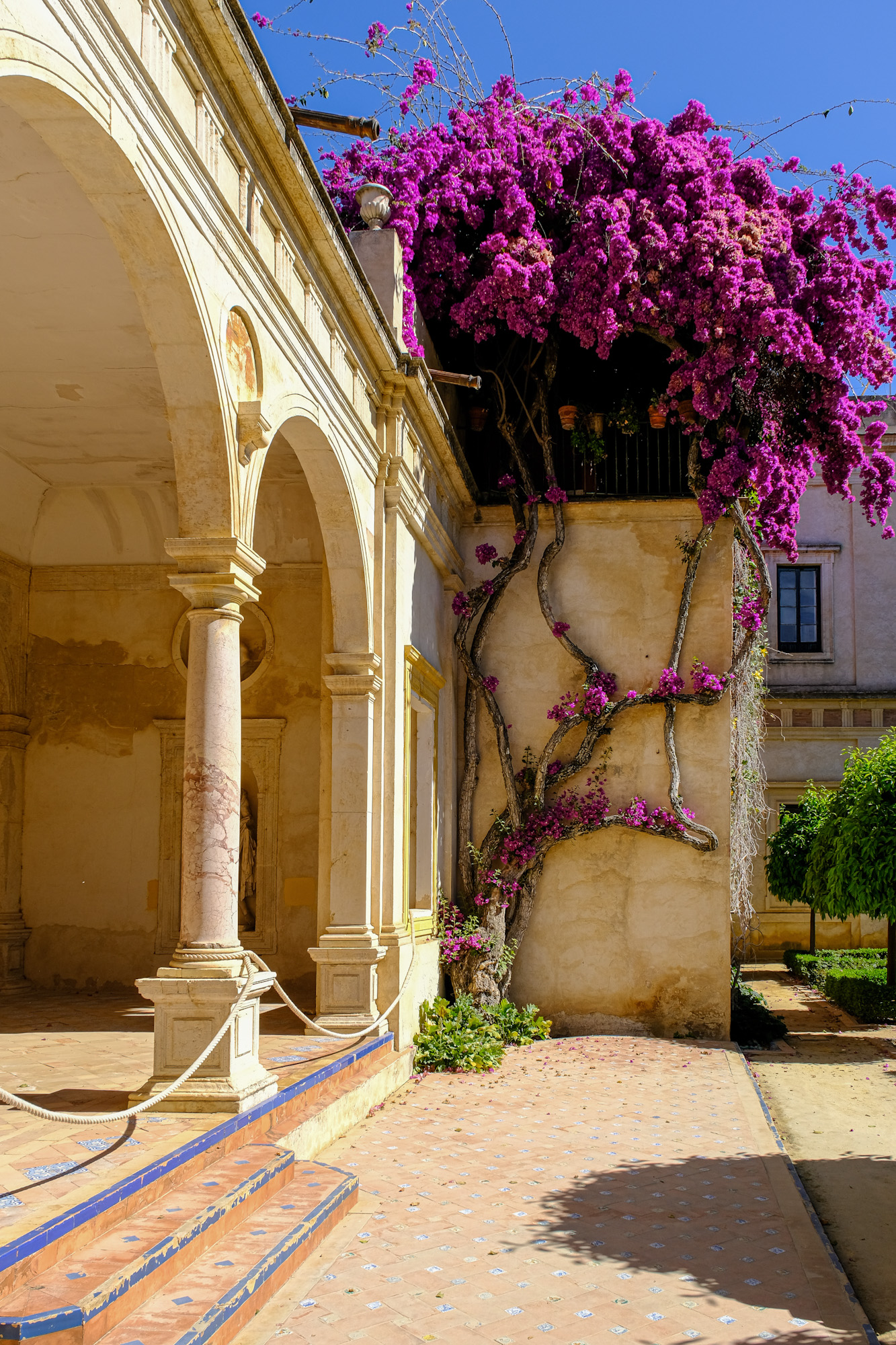 Bougainvillea in a courtyard in sunny Seville