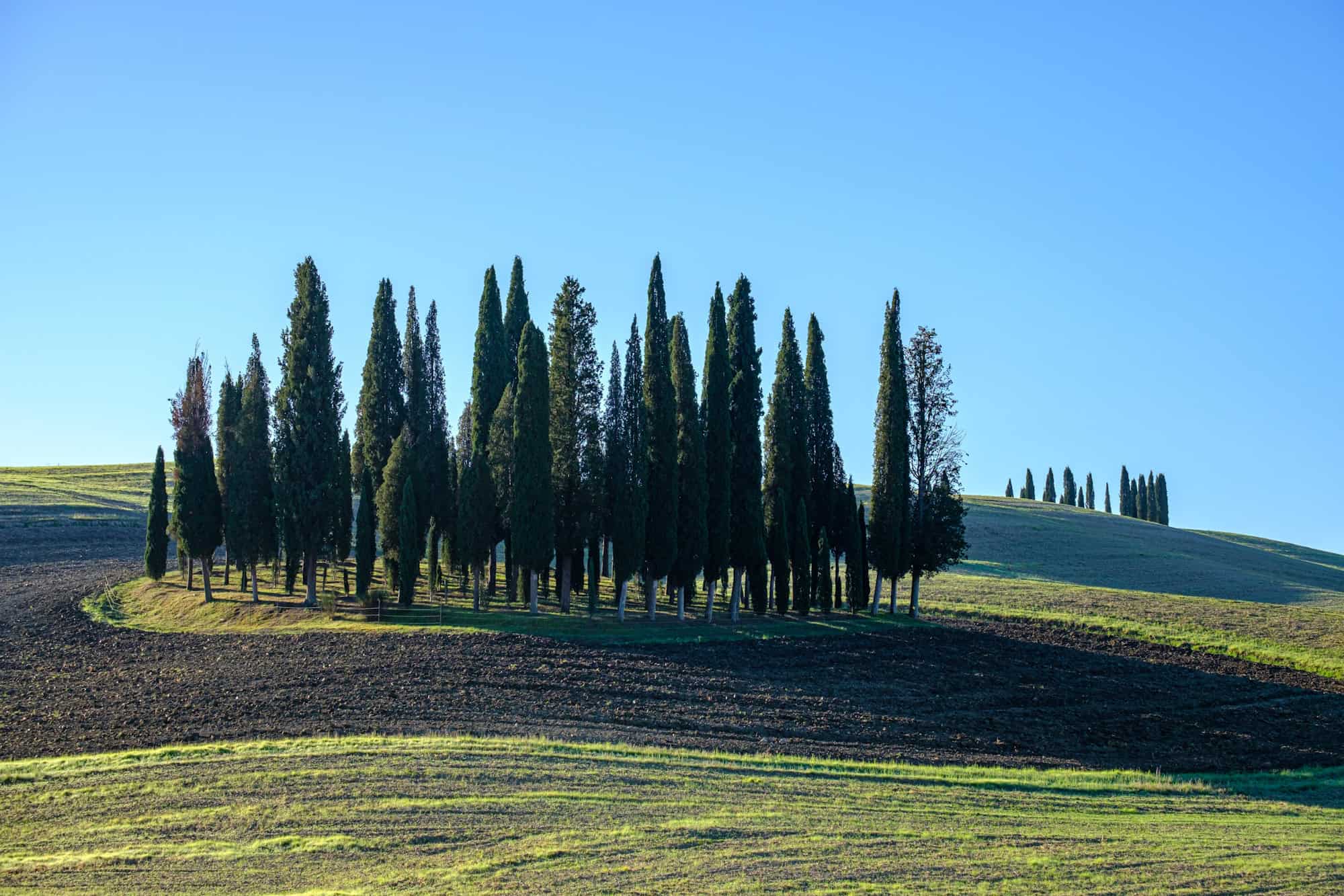 Landscape photography with cypress trees in Val d'Orcia Tuscany